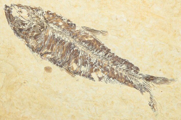 Detailed Fossil Fish (Knightia) - Wyoming #346031